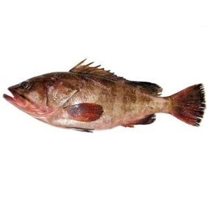 COD  Fish